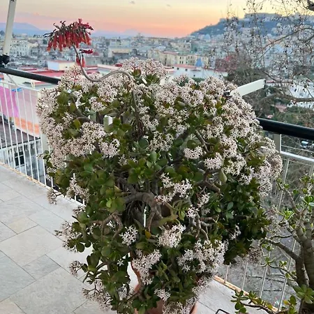 Sunrise Sweet * Naples